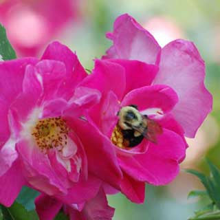 Bee on Rose