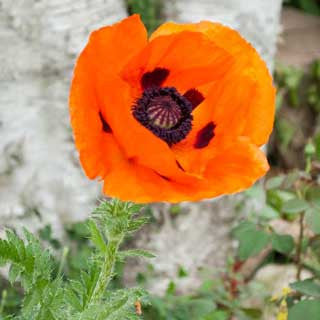 Jim's Poppy