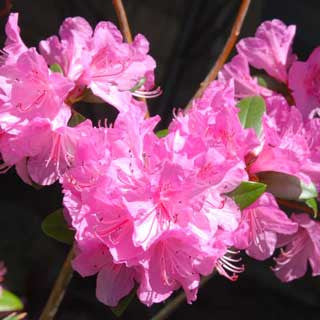 Rhodo