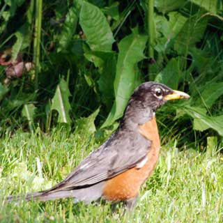 Robin