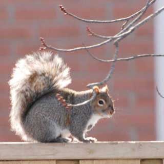 Squirrel