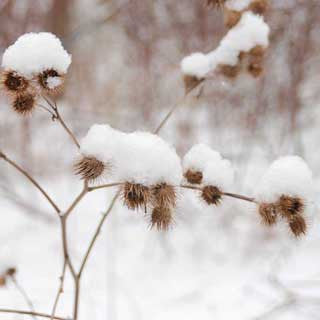 Winter Burs