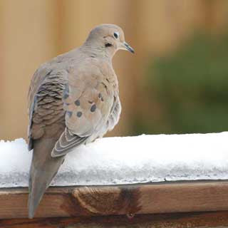 Winter Dove