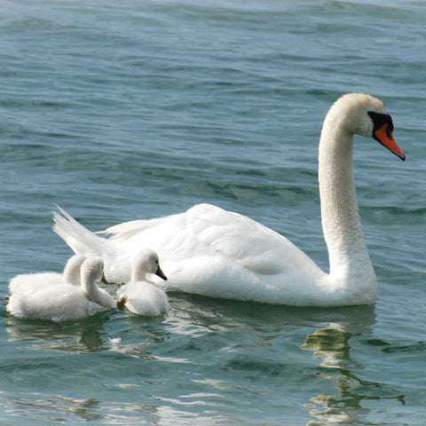 Cygnets